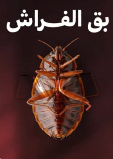 بق الفراش