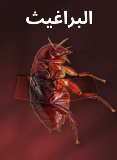 البراغيث