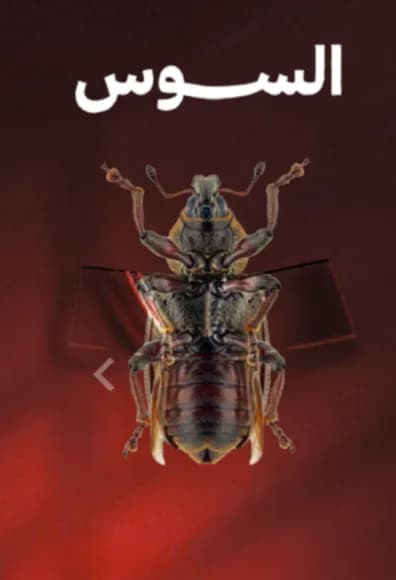 السوس